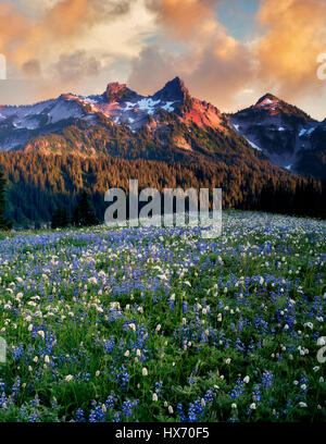 Lever du soleil avec des fleurs sauvages et Tatoosh Mountains. Mt. Rainier National Park, Washington Banque D'Images