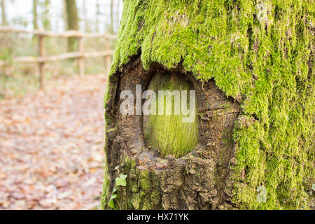 Étrange, vert trou dans un tronc d'arbre dans un parc naturel, Italie Banque D'Images