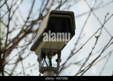 CCTV blanc installé sur l'arbre Banque D'Images