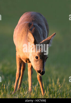 Close up of female le chevreuil (Capreolus capreolus) le pâturage dans la lumière du soleil du soir d'or, Warwickshire Banque D'Images