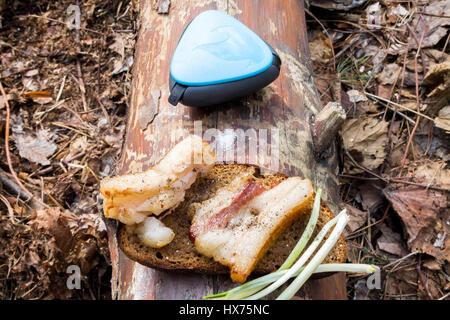 Faire un sandwich. La cuisine dans la forêt. Le sel. Banque D'Images