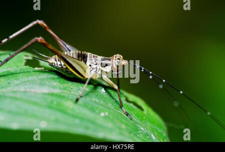 Close Up of Grasshopper Banque D'Images