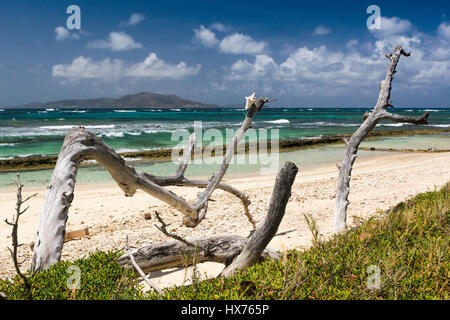 Voir : Bois flotté bois flotté, conque, couverts de corail, plage de Mayreau et Océan des Caraïbes : Palm Island, Saint Vincent et les Grenadines. Banque D'Images