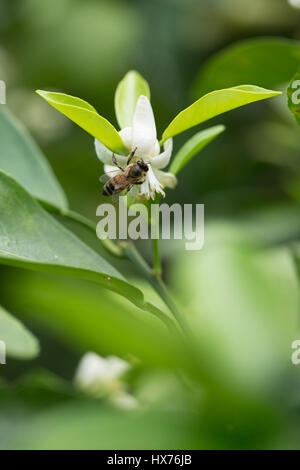 La pollinisation des abeilles d'oranger, Orlando, FL Banque D'Images