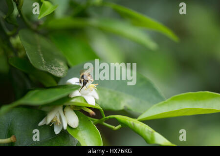 La pollinisation des abeilles d'oranger, Orlando, FL Banque D'Images