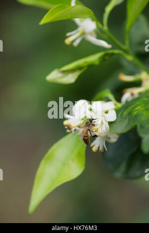 La pollinisation des abeilles d'oranger, Orlando, FL Banque D'Images