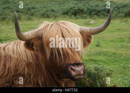 Vache Highland à Dartmoor Banque D'Images