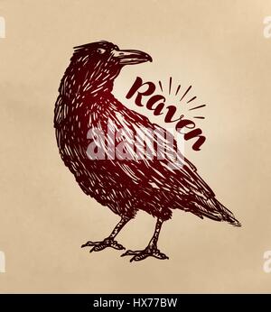 Vintage appelée Raven. Crow, croquis d'oiseaux. Vector illustration Illustration de Vecteur