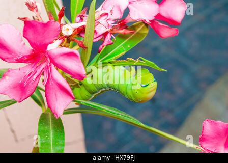 Daphnis nerii Caterpillar [Vert] sur [Nerium oleander Laurier Rose doux] Banque D'Images