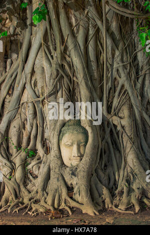 Tête de Bouddha à la recherche sur le côté arbre à intégrer Banque D'Images