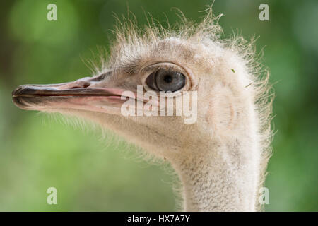 Gros plan sur l'oeil de l'autruche et de la tête Banque D'Images