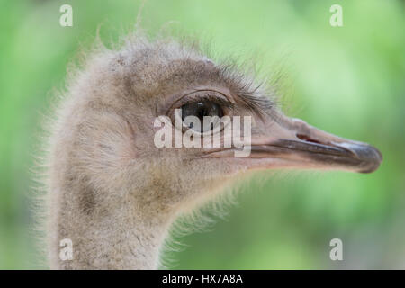 Gros plan sur l'oeil de l'autruche et de la tête Banque D'Images