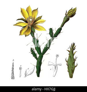 Opuntia pusilla, une petite espèce de cactus de barbarie, est originaire d'Amérique du Nord. Cette plante se caractérise par ses petits coussinets arrondis et ses fleurs jaunes vibrantes. Il prospère dans les environnements arides et est un membre de la famille des Cactaceae, connue pour sa nature robuste et sa tolérance aux conditions sèches. Banque D'Images