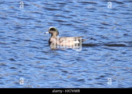 Un mâle canard d'Amérique (Anas americana) nager sur un lac Banque D'Images