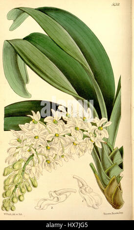 Rhynchostylis gigantea subsp. Gigantea, anciennement connu sous le nom de Saccolabium harrisonianum, est une espèce d'orchidée illustrée dans le magazine Botanical de Curtis. L'illustration met en valeur son arrangement floral élégant et fait partie de la documentation botanique de 1864. Banque D'Images