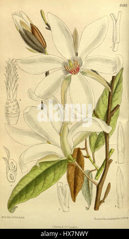 Magnolia salicifolia, communément appelé magnolia à feuilles de saule, est un arbre à fleurs originaire du Japon. Il est célèbre pour ses fleurs blanches parfumées et ses feuilles étroites et attrayantes, qui fleurissent souvent au début du printemps. Banque D'Images