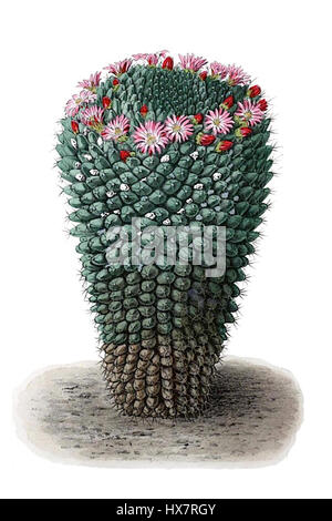 Mammillaria carnea pm Banque D'Images