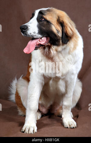 Animaux de race pure, shaggy, femelle à poil long chien Saint Bernard, studio shot sur un fond brun. Banque D'Images