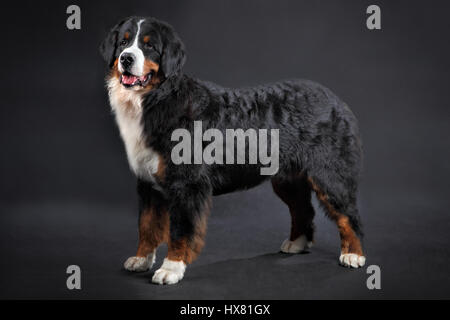 Animal de compagnie, une grande shaggy dog, Bernese Mountain Dog Studio, portrait sur fond noir debout dans toute la longueur. Banque D'Images