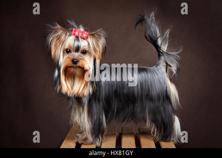 Petit toutou accueil pédigrée, yorkshire terrier posant dans le studio, debout sur le côté dans une pleine longueur, sur un noir, fond brun. Banque D'Images