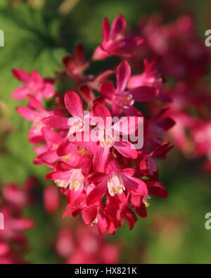 Gros plan du début du printemps des fleurs Ribes sanguineum également connu sous le nom de groseille de floraison ou fleur rouge groseille. Banque D'Images