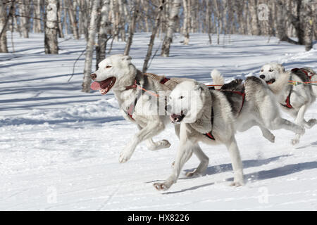 La péninsule du Kamchatka, Russie : Concours enfants Kamchatka Course de chiens de traîneau (Dyulin Beringia). Chien de Traîneau est jeune musher Kamchatka Elizabeth Popova. Banque D'Images