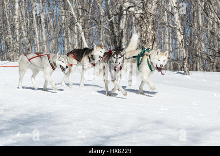 La péninsule du Kamchatka, Russie : Concours enfants Kamchatka Course de chiens de traîneau (Dyulin Beringia). Chien de Traîneau est jeune musher Kamchatka Kazantseva Maria. Banque D'Images