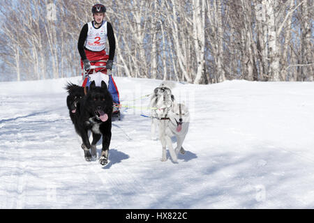 La péninsule du Kamtchatka, la Russie : exécute les jeunes chiens de traîneau musher Kamchatka Lyulin Kirill. Compétitions Enfants Kamchatka Course de chiens de traîneau (Dyulin Beringia). Banque D'Images