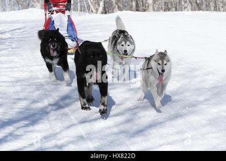 La péninsule du Kamchatka, Russie : Concours enfants Kamchatka Course de chiens de traîneau (Dyulin Beringia). Chien de Traîneau est jeune musher Kamchatka Lyulin Kirill. Banque D'Images