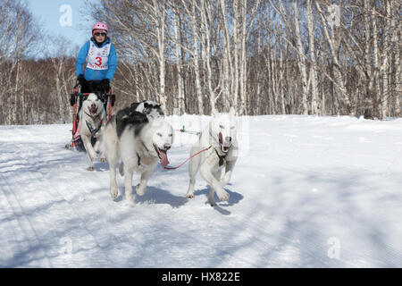 La péninsule du Kamchatka, Russie : Concours enfants Kamchatka Course de chiens de traîneau (Dyulin Beringia). Chien de Traîneau est jeune musher Kamchatka Ischenko Alisa. Banque D'Images