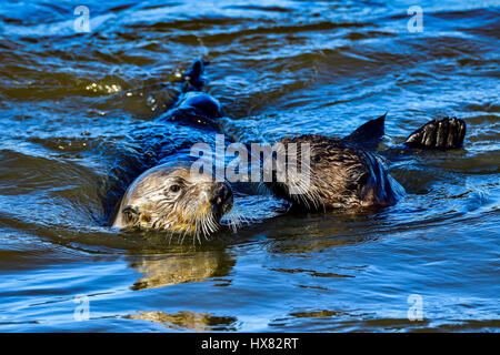 La loutre de mer de Californie Banque D'Images