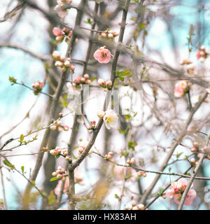 Fleurs printemps japonais Banque D'Images