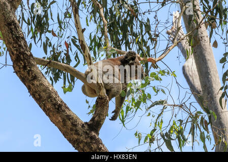 Koala australien de dormir dans un arbre Banque D'Images
