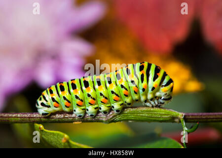 Tourné en couleur magnifique de Caterpillar machaon Banque D'Images