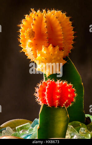 Cactus colorés en jardin d'intérieur Banque D'Images