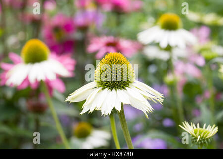 Echinacea purpurea. Coneflowers dans le jardin Banque D'Images