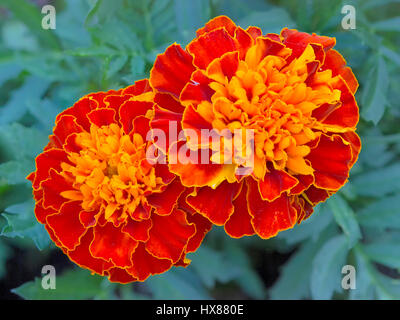 Deux fleurs de souci orange en libre Banque D'Images