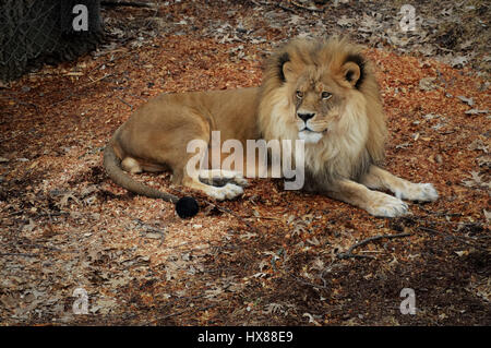 Lion portant sur le terrain Banque D'Images