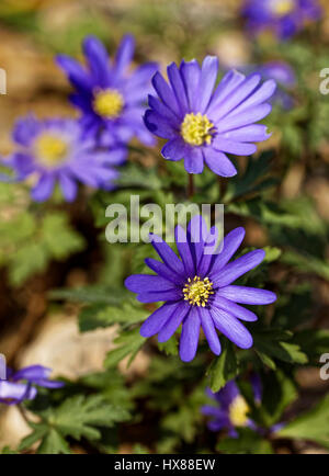 L'anémone des Balkans (en latin : Anemone blanda) fleurit dans la forêt Banque D'Images