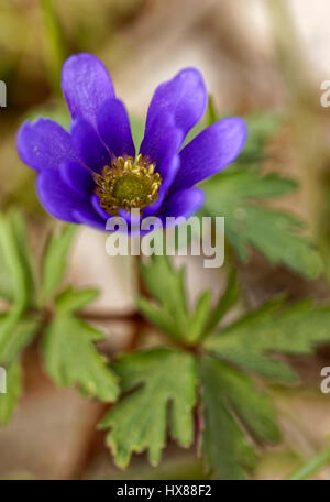 L'anémone des Balkans (en latin : Anemone blanda) fleurit dans la forêt Banque D'Images