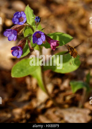 L'herbe en fleurs (en latin : Pulmonaria officinalis) est visité par un grand bee-fly (en latin : bombylius major) dans la forêt Banque D'Images