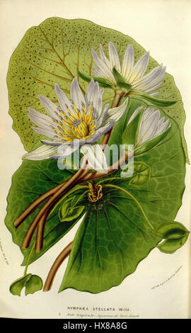 La 'Nymphaea nouchali (stellata)', connue sous le nom de nénuphar étoilé, est représentée dans la publication botanique de 1852 'Flora Serres'. Cette espèce est reconnue pour ses fleurs saisissantes et son habitat aquatique, que l'on trouve généralement dans les régions tropicales. Banque D'Images