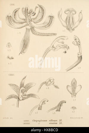 L'illustration botanique *Pilophyllum villosum* de *Die Orchideen von Java* (orchidées Java) décrit les caractéristiques uniques de cette espèce d'orchidée. L'œuvre, publiée au XIXe siècle, met en valeur ses fleurs distinctes et son schéma de croissance. Banque D'Images
