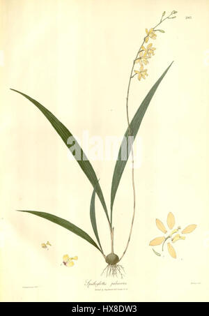 Spathoglottis pubescens, également connu sous le nom d'orchidée tropicale, est une espèce originaire d'Asie du Sud-est. Il est connu pour ses fleurs violettes vibrantes et son adaptabilité à divers environnements, prospérant dans les zones humides et ombragées. Banque D'Images