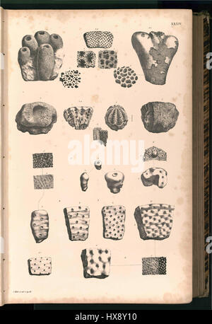 Tafel 034 fait référence à une illustration ou une plaque spécifique tirée d'un ouvrage historique ou scientifique. Le titre suggère une plaque ou un dessin formel, souvent utilisé dans le contexte des premières publications ou collections scientifiques, fournissant une description détaillée d'un sujet spécifique. Banque D'Images