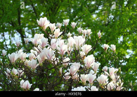 Le printemps arrive, blossom tree Banque D'Images