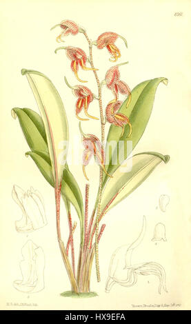 L’orchidée Masdevallia pachyura, illustrée dans le magazine Botanical de Curtis (1911), est connue pour sa forme unique et sa couleur frappante. Cette espèce est originaire d'Amérique du Sud et a été soulignée pour sa signification botanique et sa valeur ornementale. Banque D'Images