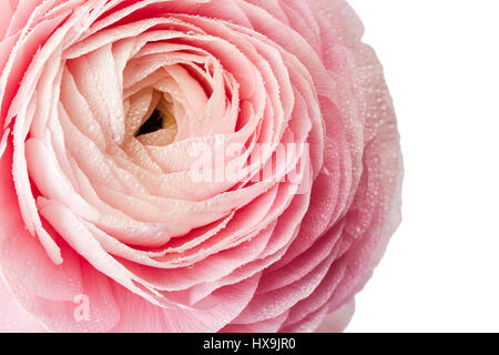 Ranunculus frais fleur avec gouttes d'eau sur white Banque D'Images