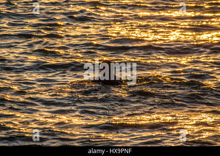 Penzance, Cornwall, UK. 26 mars 2017. Météo britannique. Les nageurs en tenant à la mer au lever du soleil dans la région de Penzance. Crédit : Simon Maycock/Alamy Live News Banque D'Images