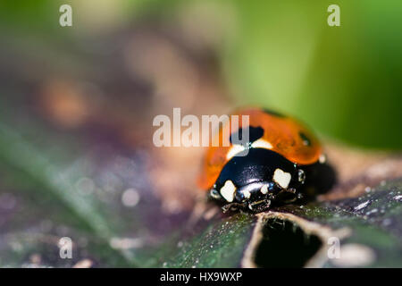 Standon, Hertfordshire, Royaume-Uni. 26 mars 2017. Printemps dans le Hertfordshire 2017 avec abeille sur fleur de pissenlit et coccinelle sur de vieilles feuilles de 2016 - 26 mars 2017 photos Standon Crédit : Andi Edwards/Alamy Live News Banque D'Images